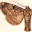 Image of Apamea chinensis Leech 1900