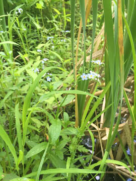 Image of true forget-me-not