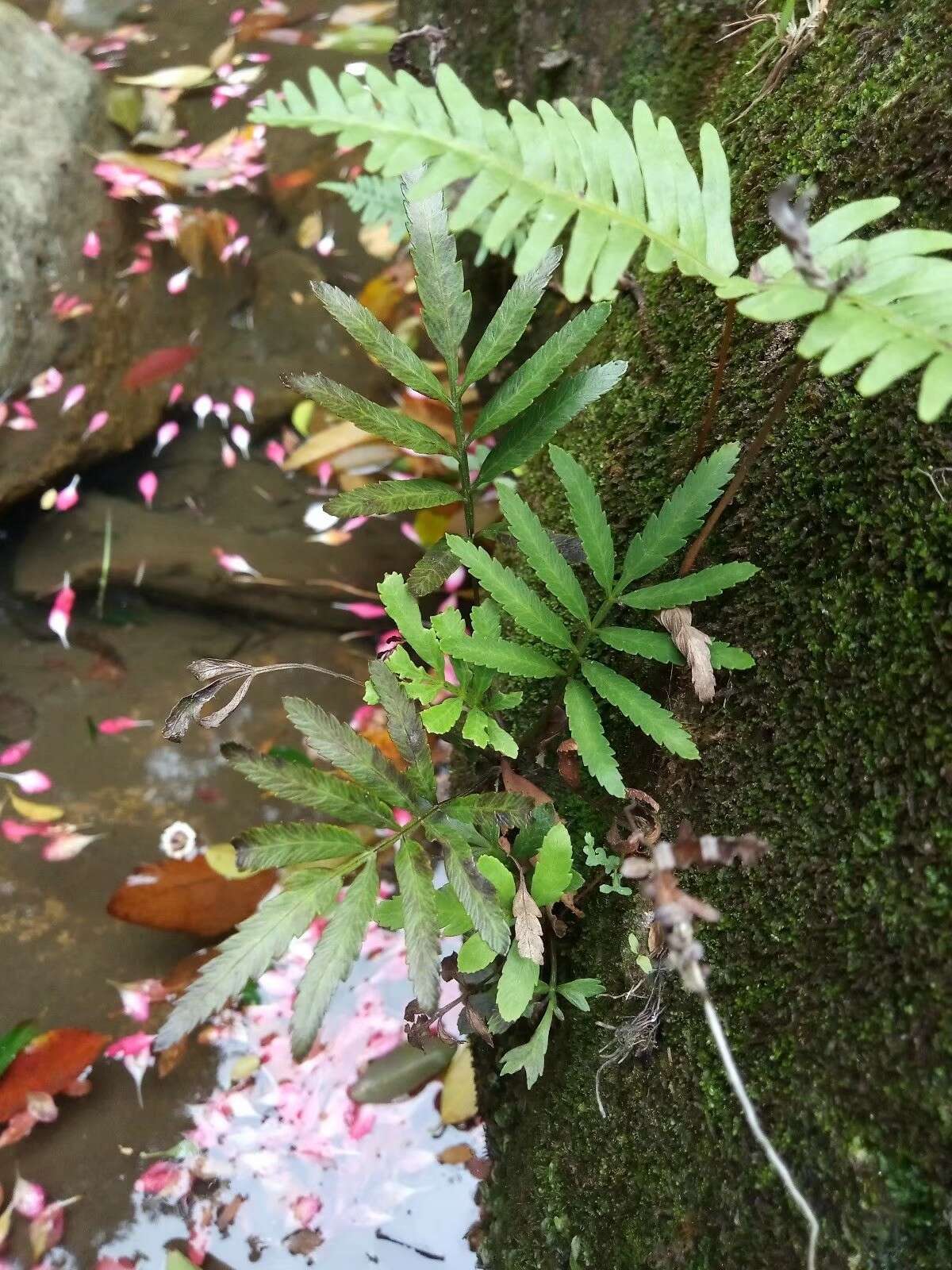 Sivun Plenasium angustifolium (Ching) A. Bobrov kuva