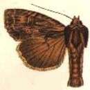 Image of Apamea perstriata Hampson 1908