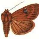 Image of Apamea purpurina Hampson 1902
