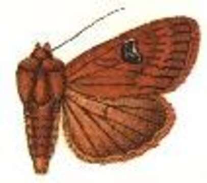 Image of Apamea purpurina Hampson 1902