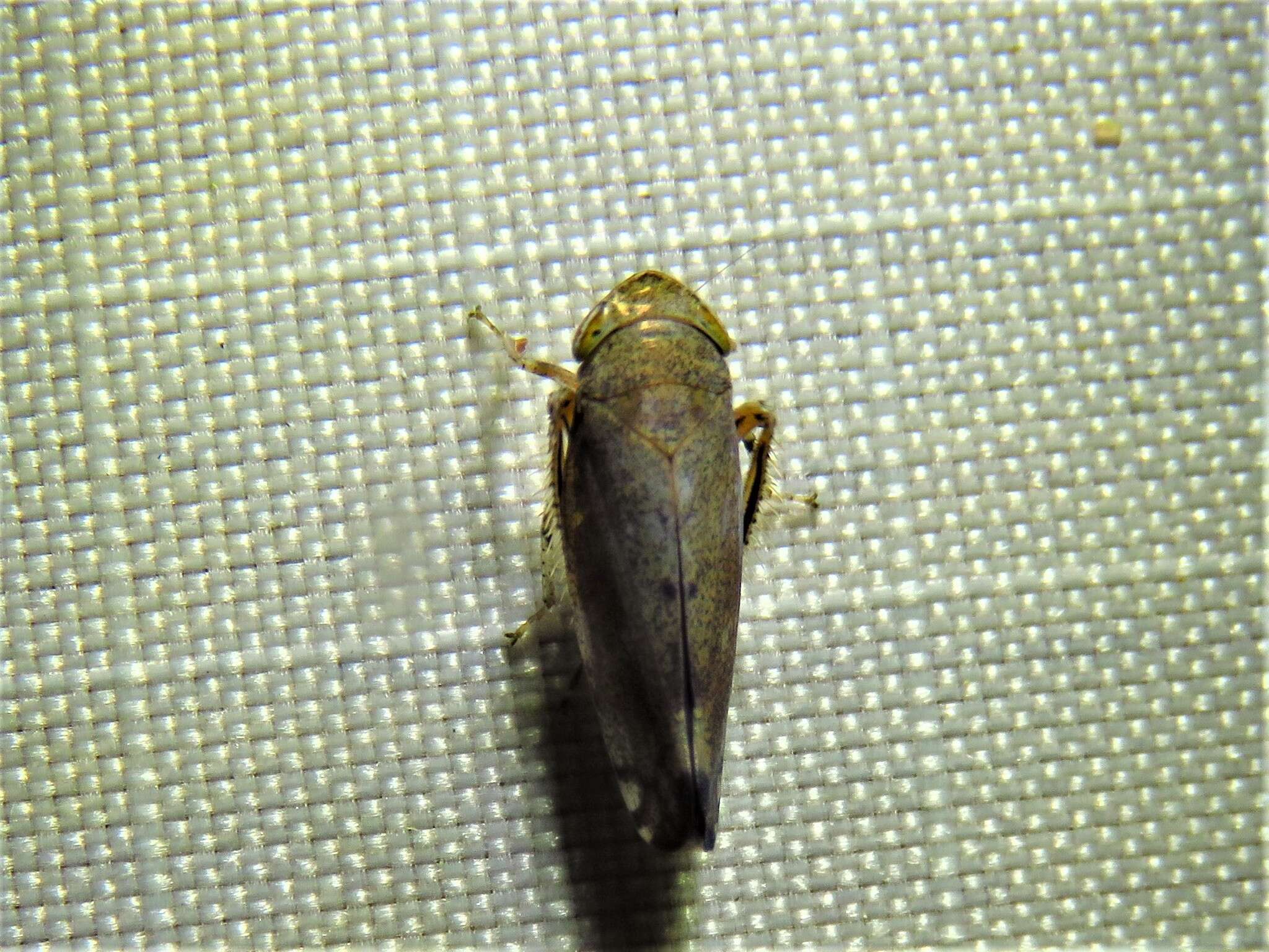 Image of Privet Leafhopper