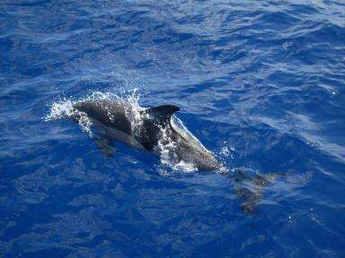 Image of Atlantic Dolphin