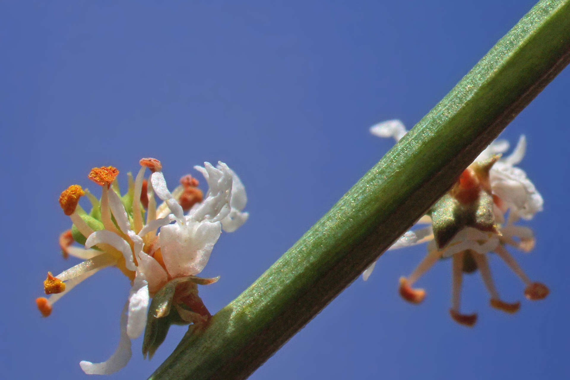 Image of Sesamoides purpurascens (L.) G. López González