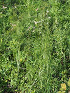 Image of gardencress pepperweed