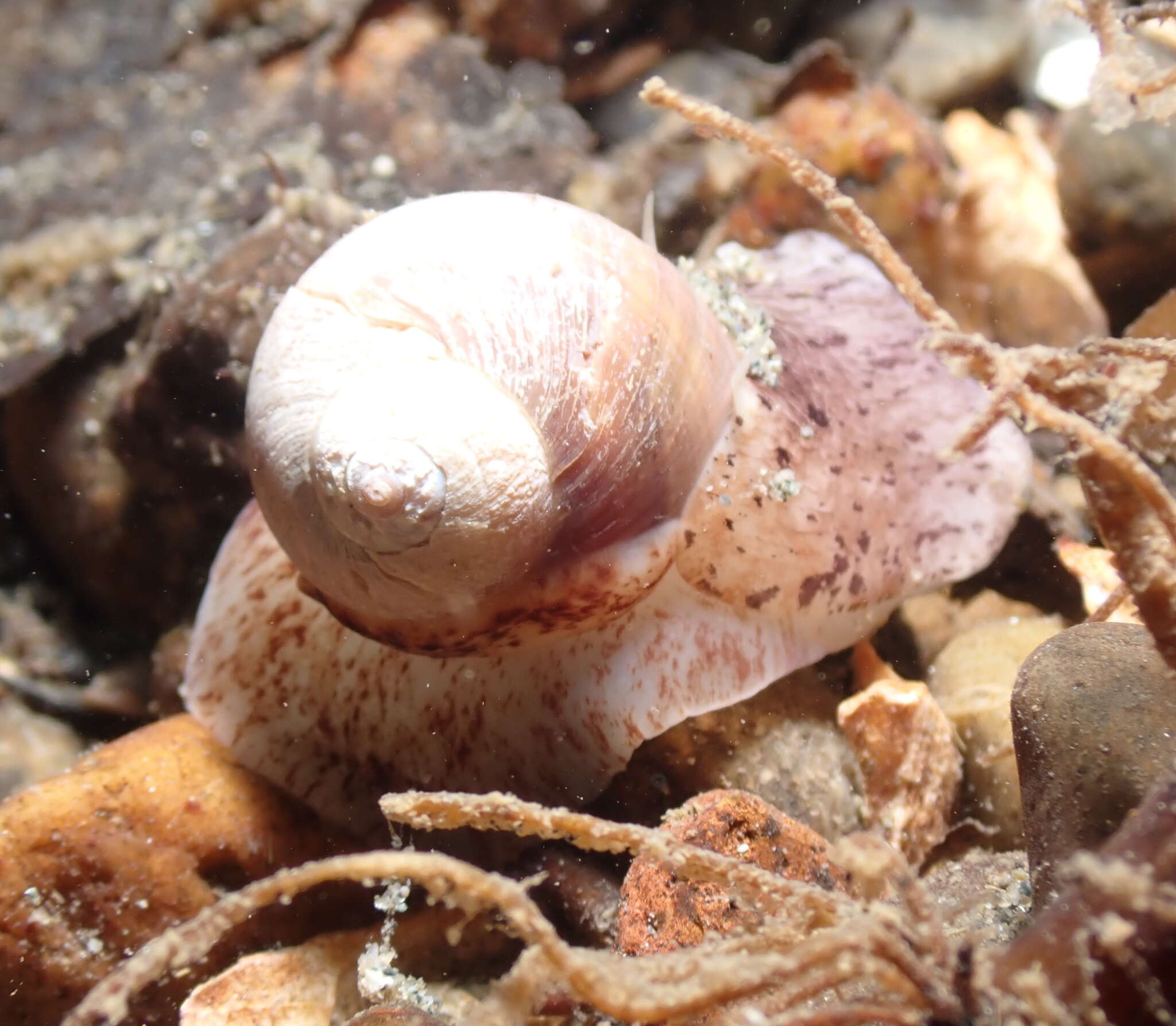 Image of Aleutian moon snail