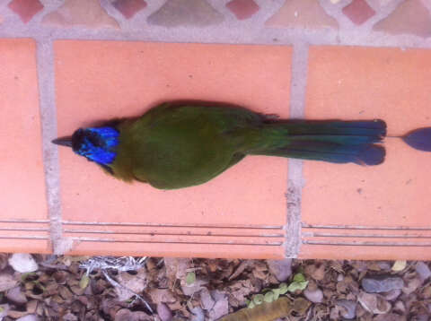 Image of Amazonian Motmot