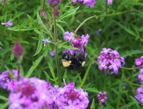 Image of Crotch bumble bee