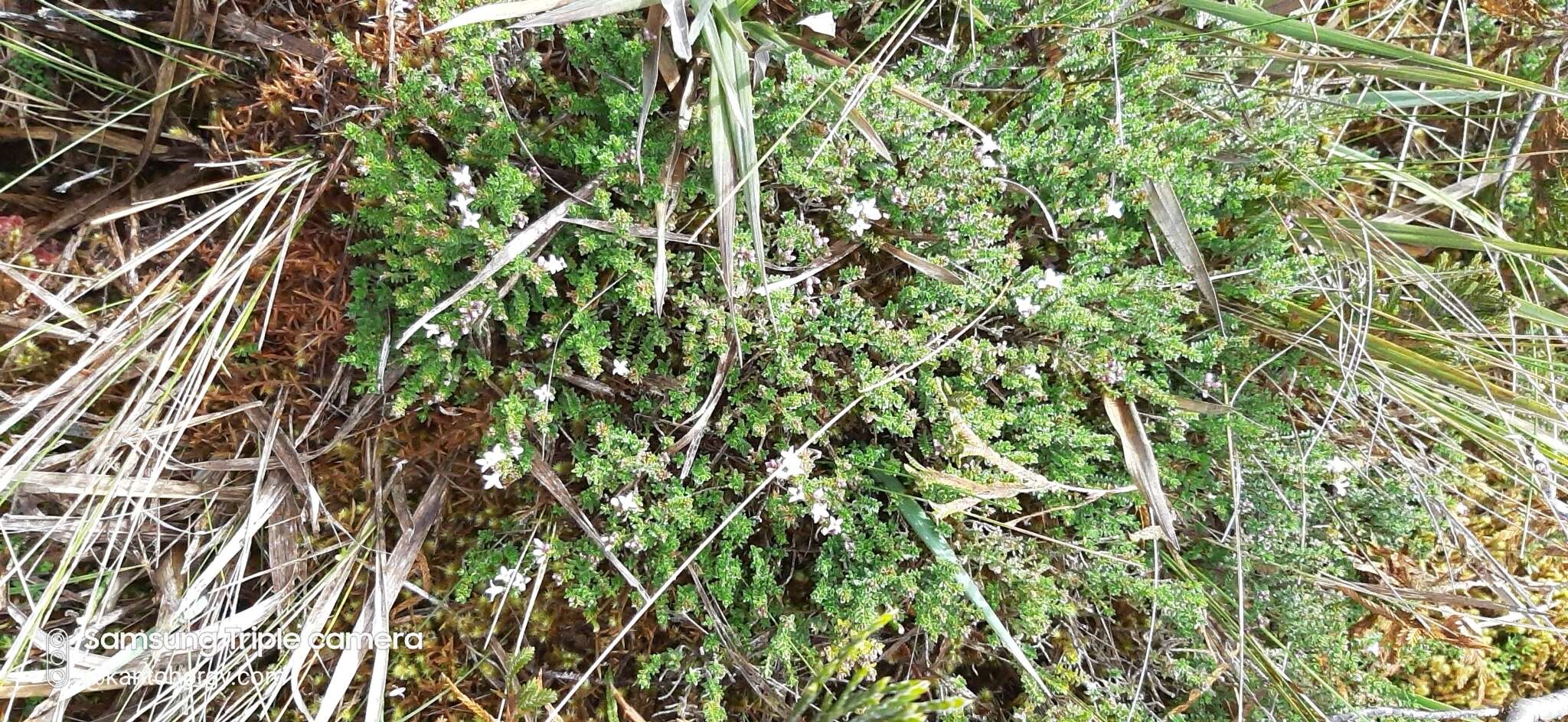Image of Geranium sibbaldioides subsp. sibbaldioides Benth.