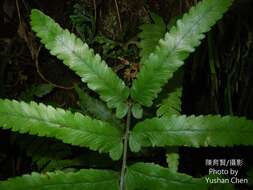 Image of Microlepia bipinnata (Mak.) Shimura