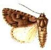 Image of barrens dagger moth