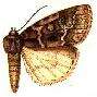 Image of Fragile Dagger Moth