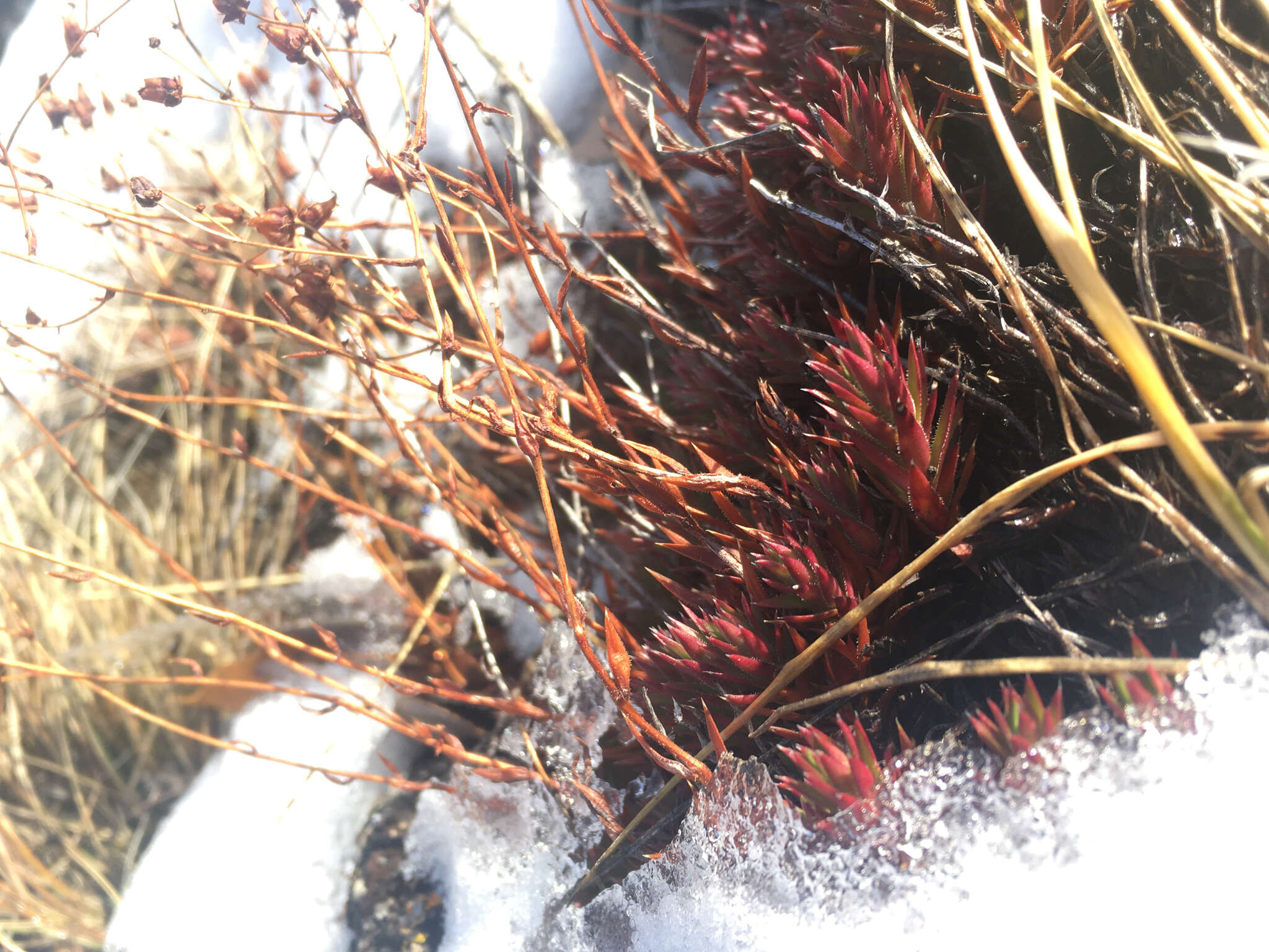 Image of Matted Saxifrage