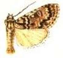 Image of Fragile Dagger Moth