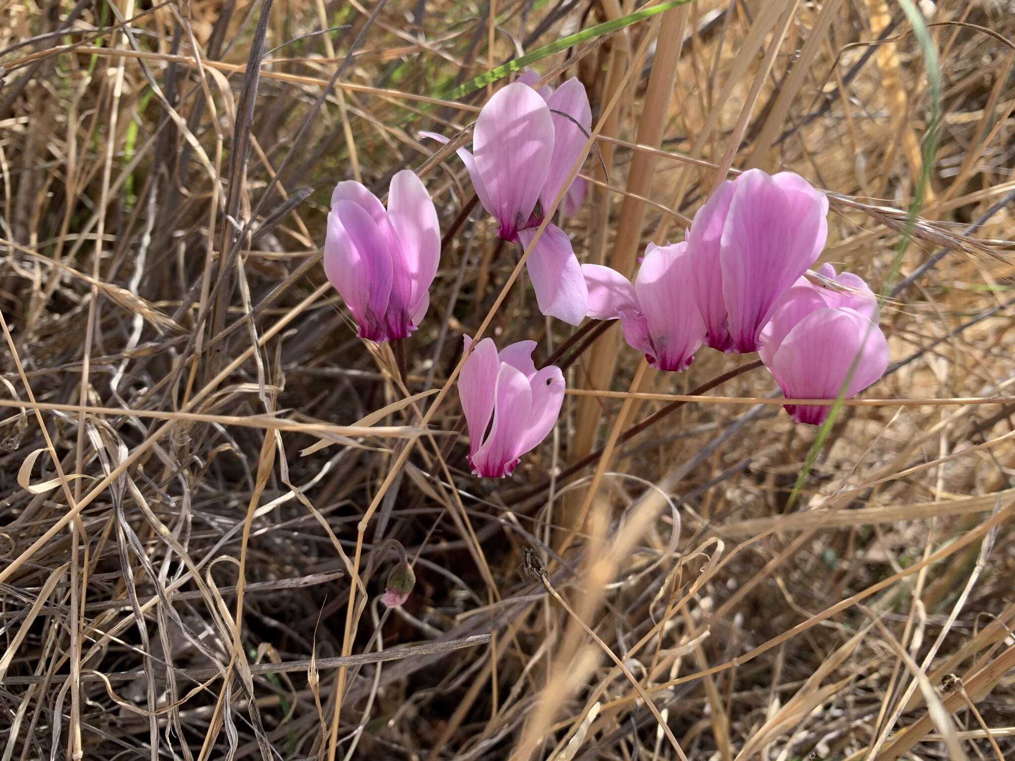 Image of Cyclamen graecum Link