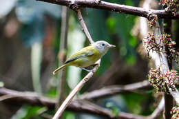 Image of Pachysylvia decurtata (Bonaparte 1838)