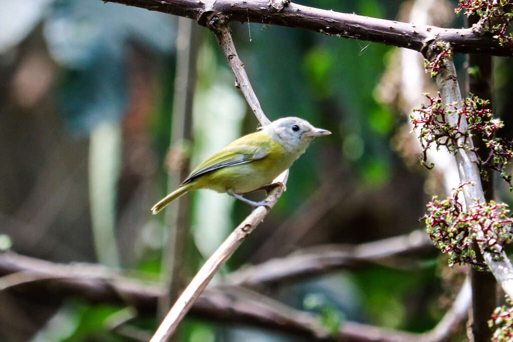 Image of Pachysylvia decurtata (Bonaparte 1838)