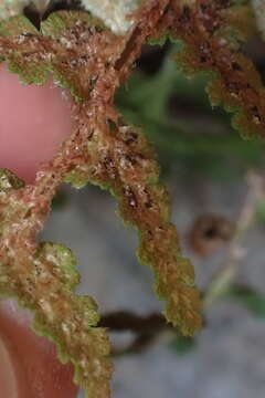 Image of Asplenium cordatum (Thunb.) Sw.