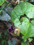 Image de Aristolochia chiquitensis Duch.