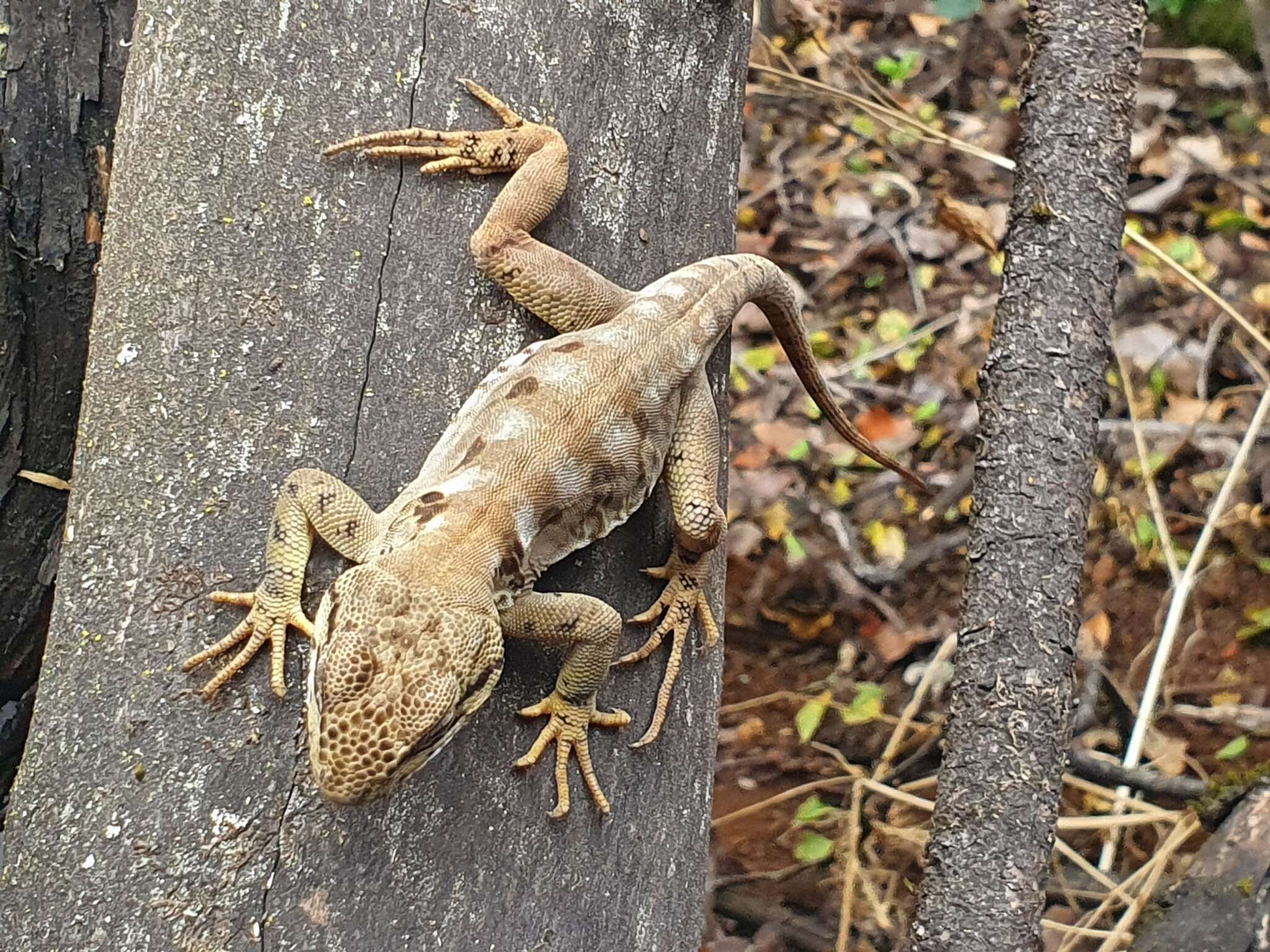 Image of Pristidactylus valeriae (Donoso-barros 1966)