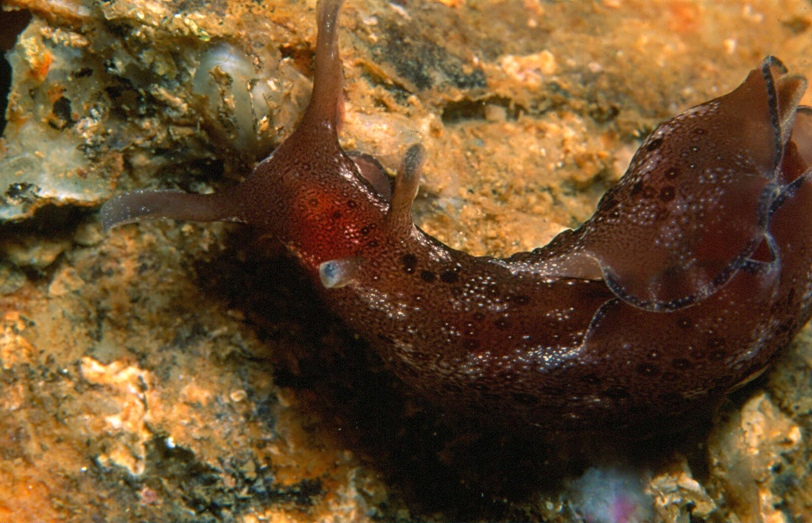 Image of Dwarf sea hare