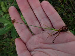 Image of Juncus dregeanus Kunth