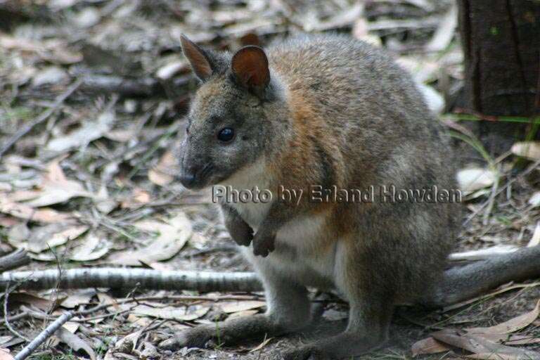 Image of Red-necked Pademelon