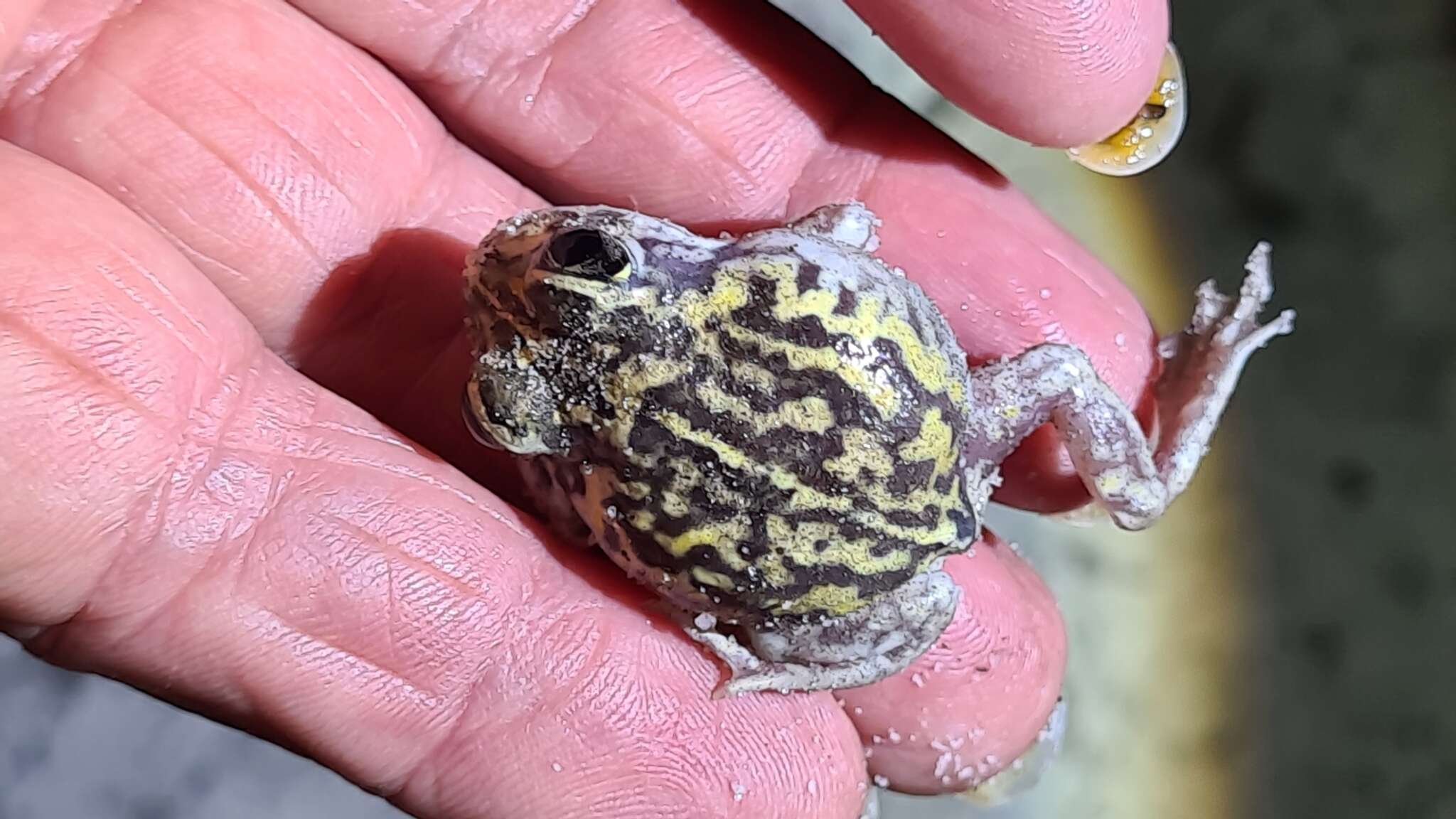 Image of White-footed frog