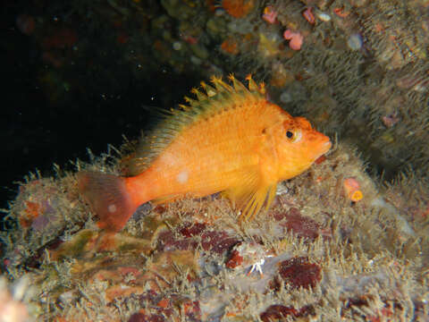 Image of Golden curlyfin