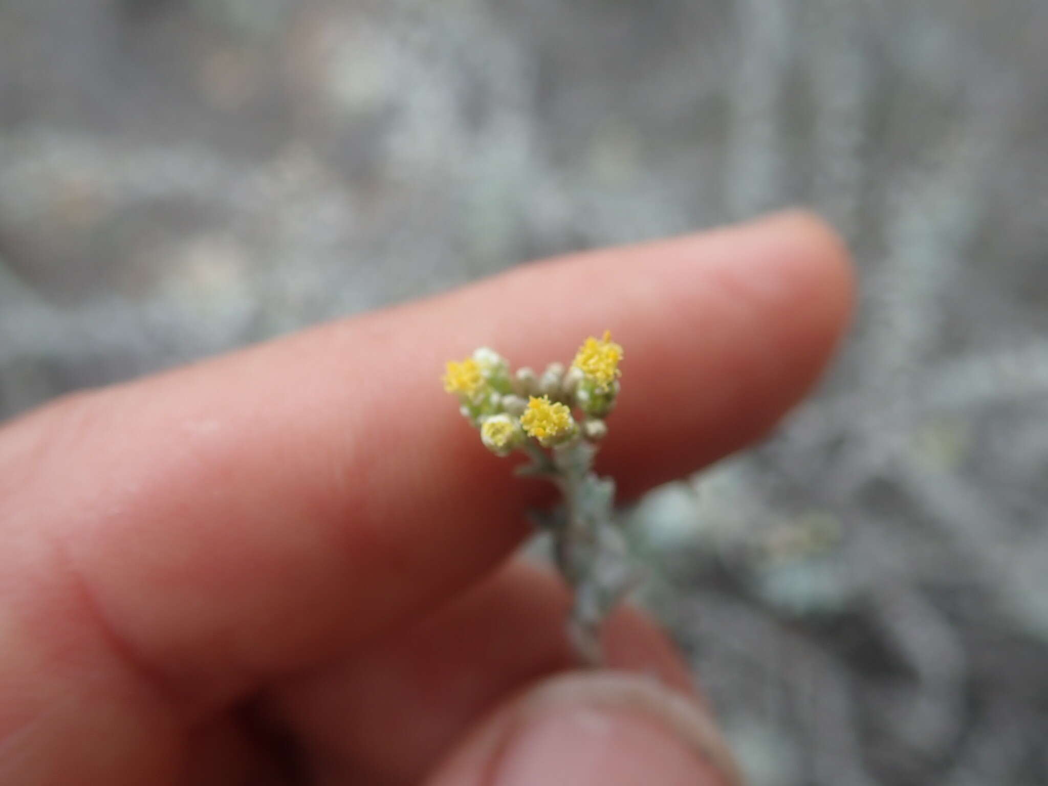 Image de Helichrysum plebeium DC.