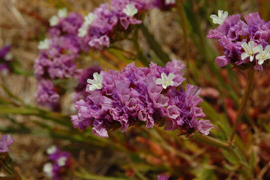 Image de Limonium sinuatum (L.) Miller