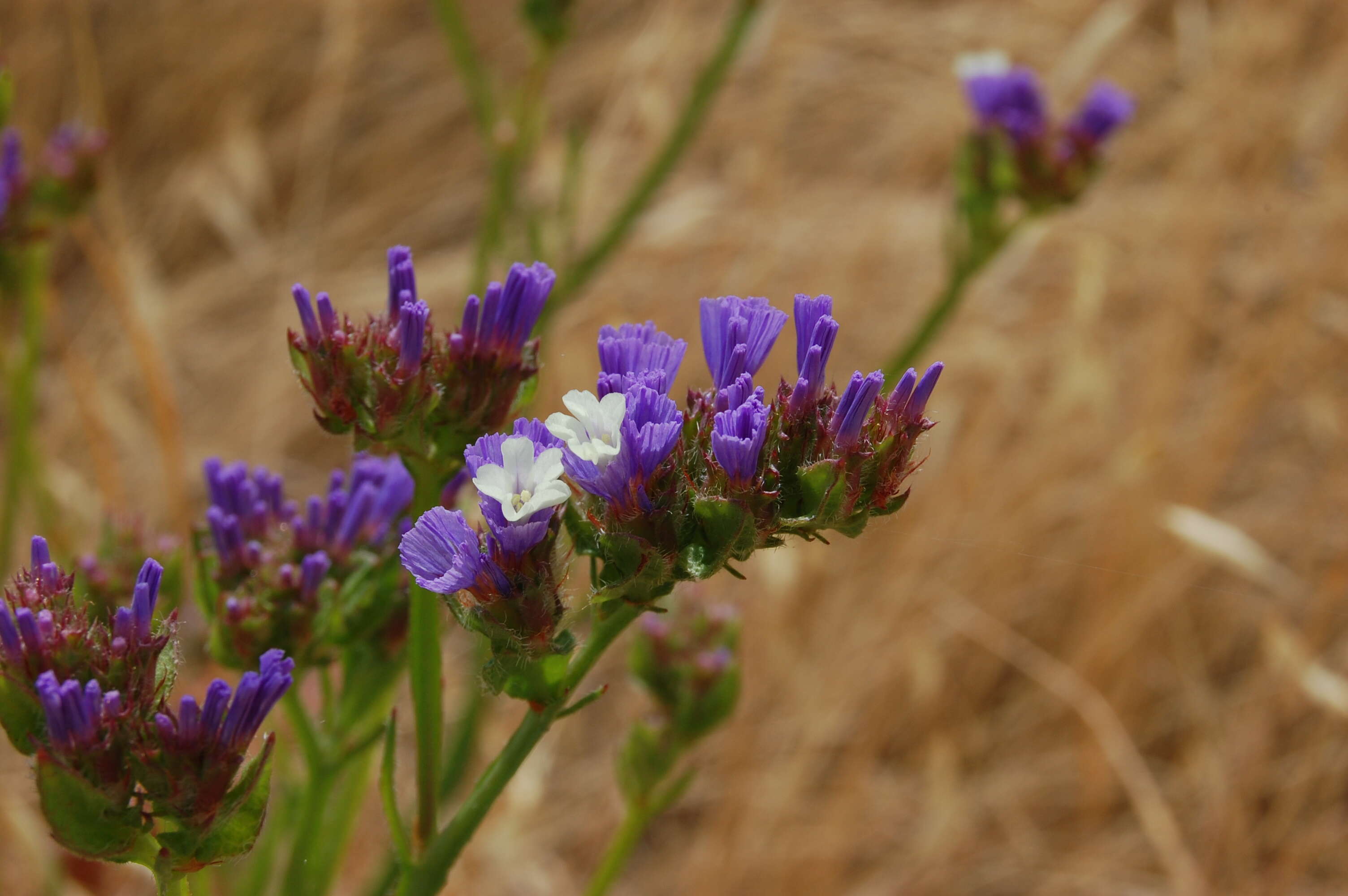 Imagem de Limonium sinuatum (L.) Miller