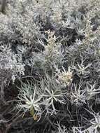 Image of island sagebrush