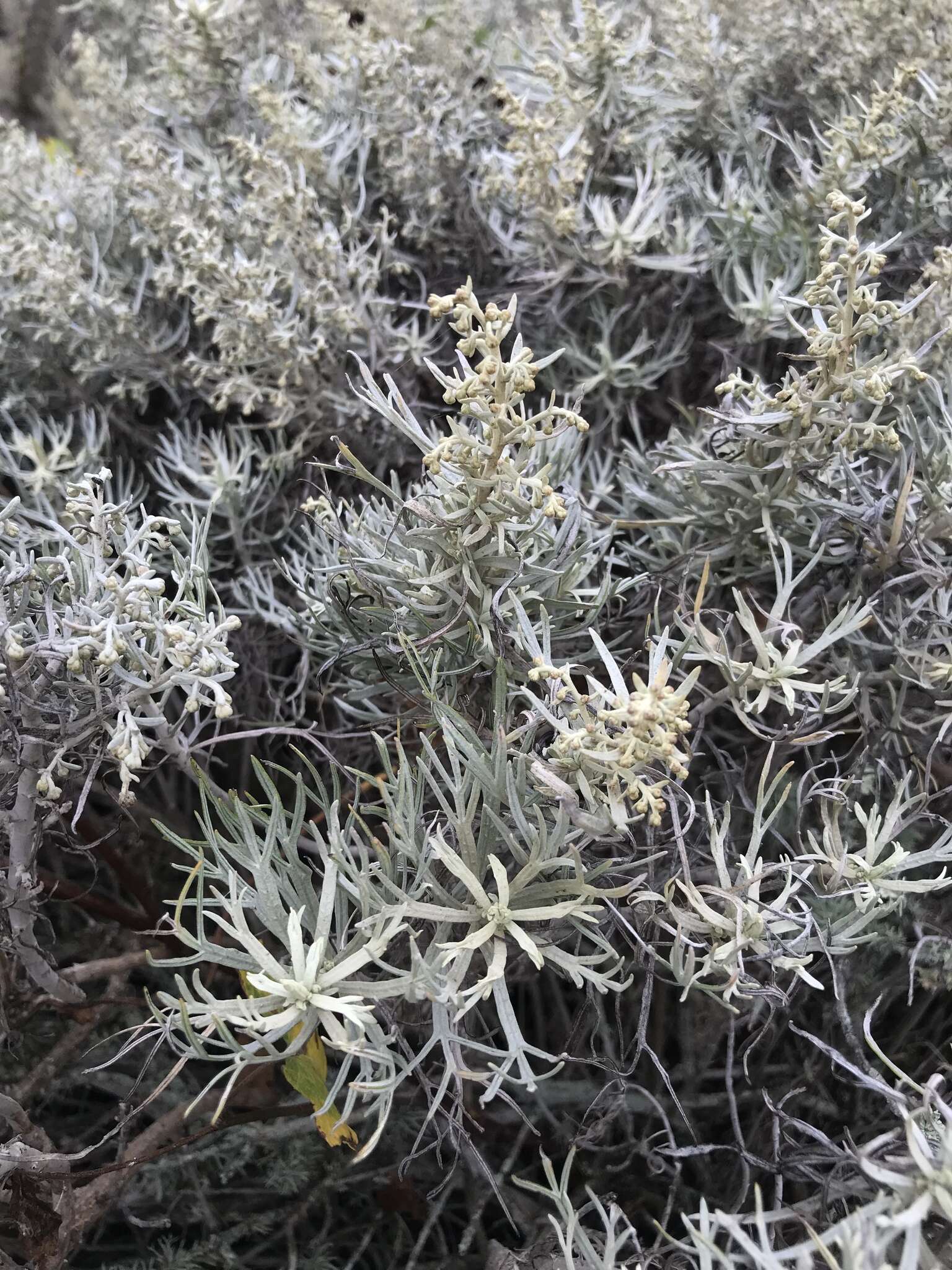 Image of island sagebrush