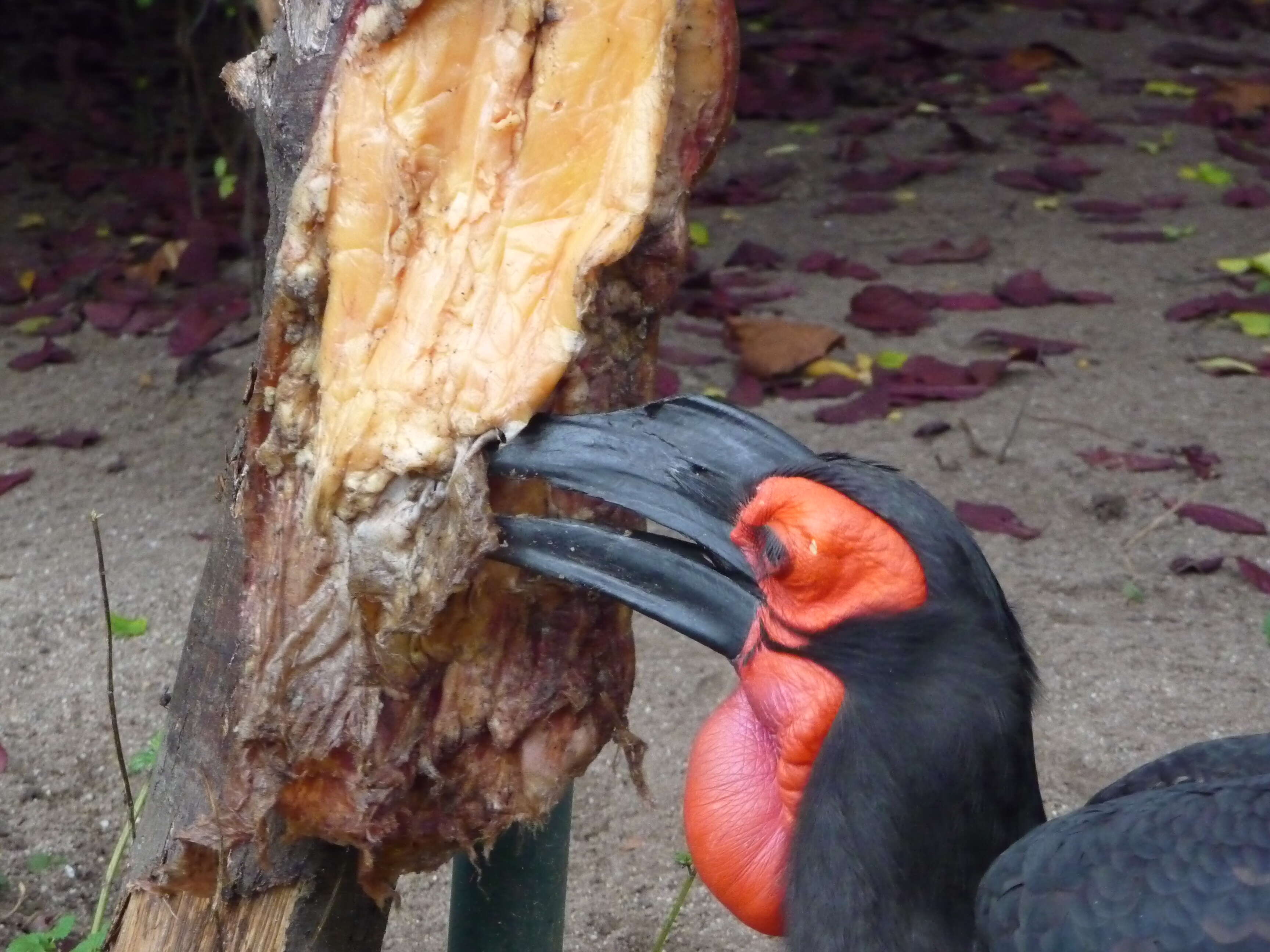 Image de Bucorve du Sud