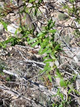 Image of MacCart's swallow-wort