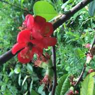 Chaenomeles speciosa (Sweet) Nakai的圖片