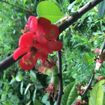 Image of Japanese Quince