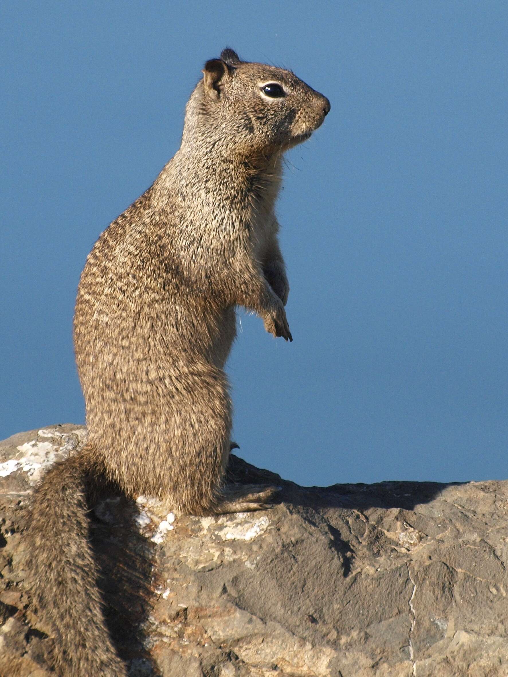 Image of Otospermophilus Brandt 1844