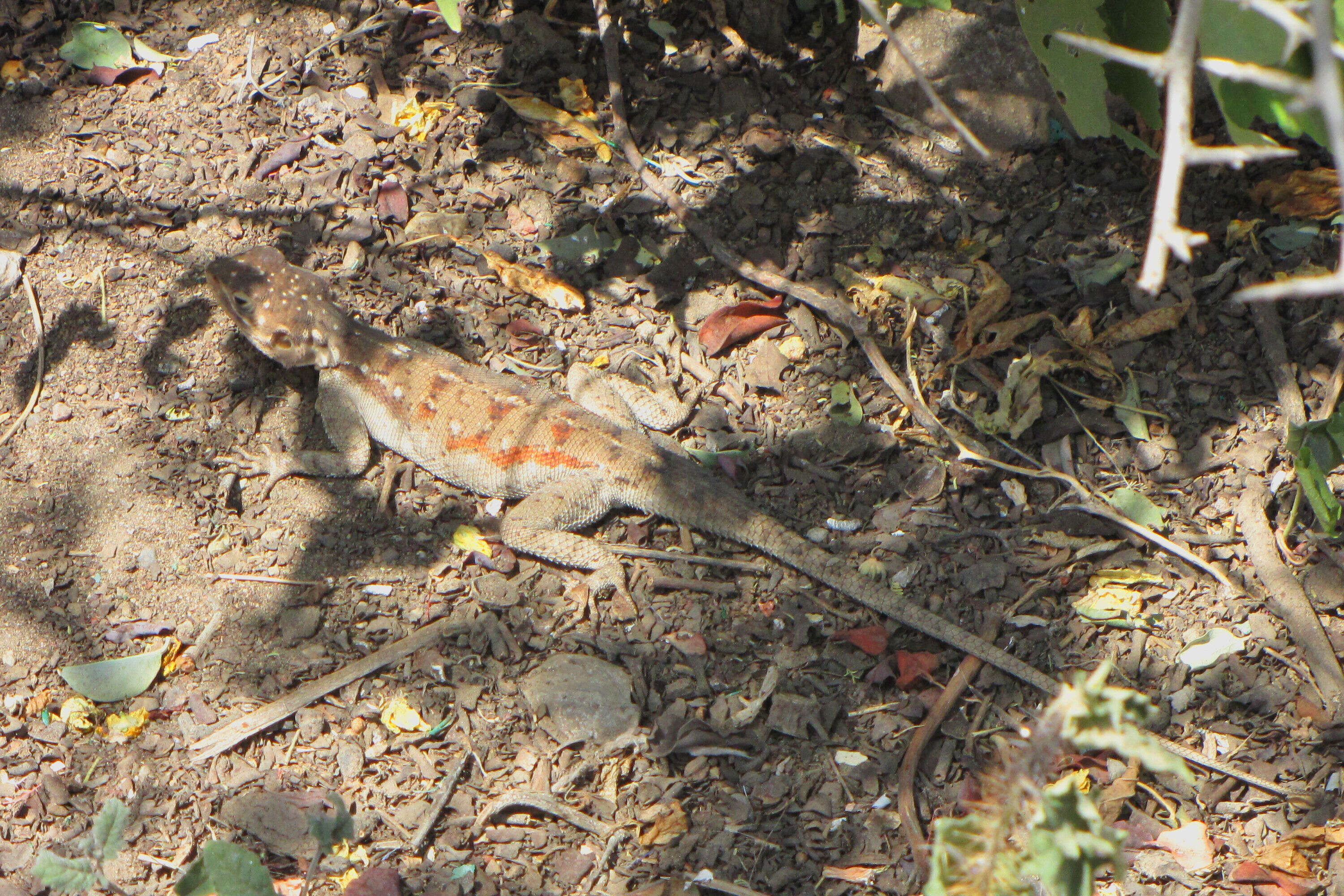 Image of Ground Agama