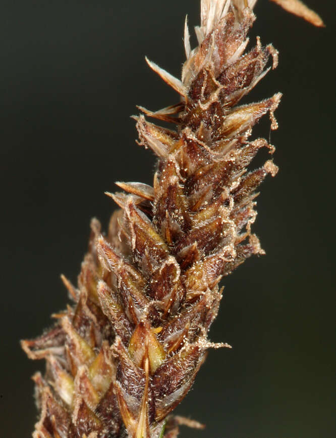 Image of Congdon's sedge