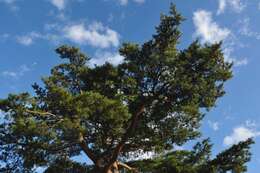 Image of Japanese Red Pine