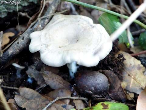 Image of Entoloma undatum (Gillet) M. M. Moser 1978