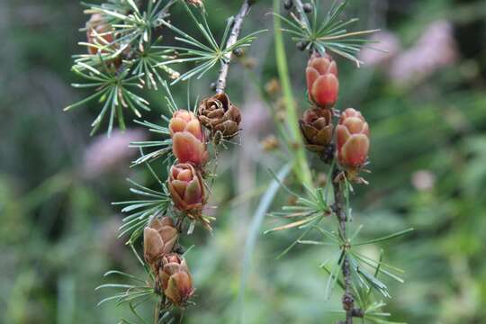 Image of American Larch