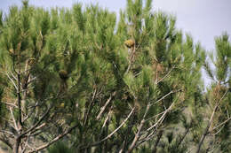 Image of Italian Stone Pine