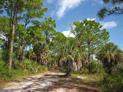 Image of Slash Pine