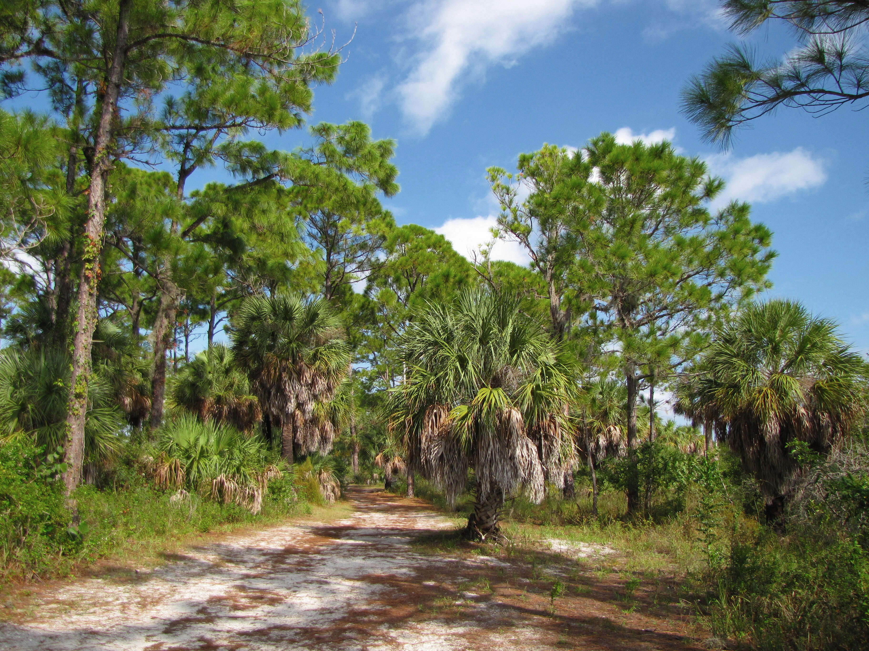 Image of Slash Pine