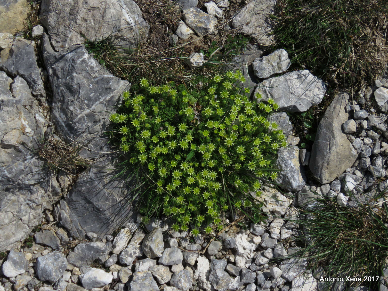 Sivun Saxifraga aphylla Sternb. kuva