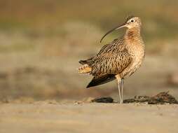 Image of Long-billed Curlew